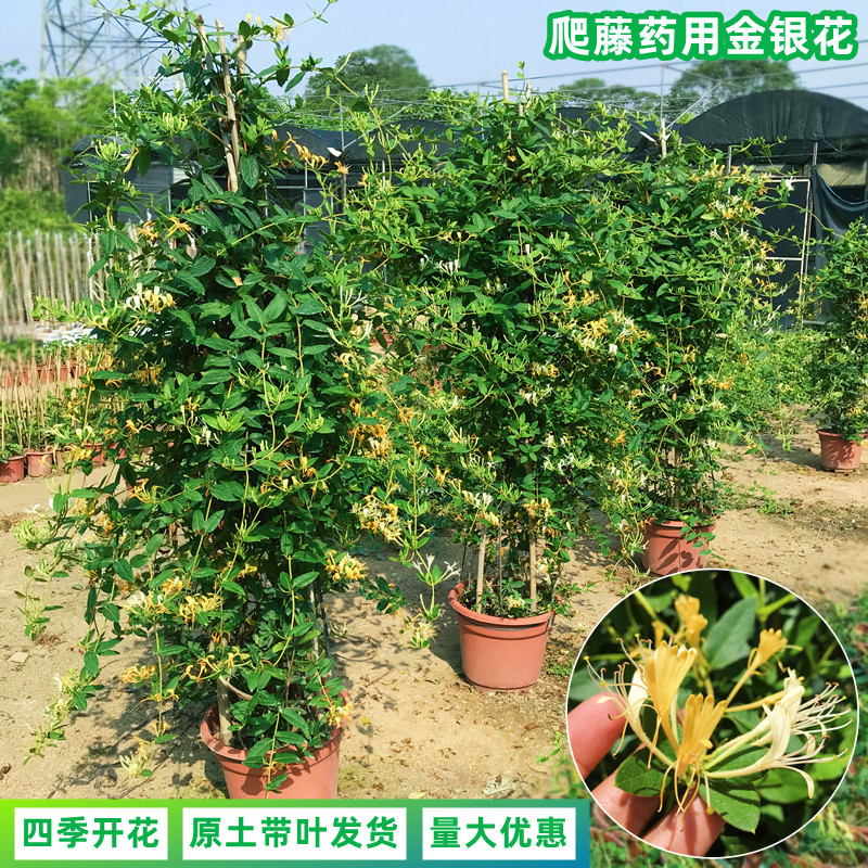 可食用金银花树苗庭院开花阳台庭院爬藤类植物黄白色金银花苗盆栽