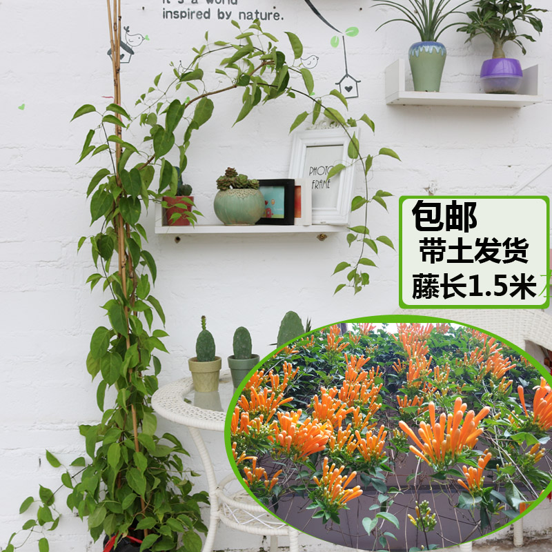 庭院攀援花卉爬藤植物炮仗花带花苞鞭炮花苗围墙窗台爬藤花