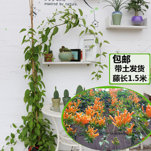 庭院攀援花卉爬藤植物炮仗花带花苞鞭炮花苗围墙窗台爬藤花