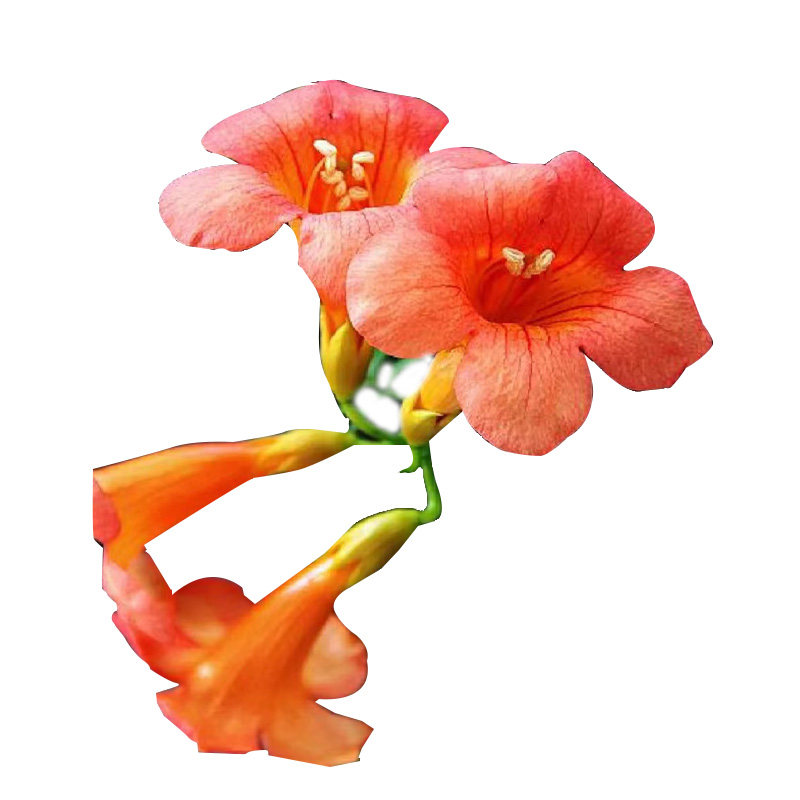 耐寒凌霄花苗爬藤植物四季u开花卉好养绿植盆栽庭院阳台炮仗花大