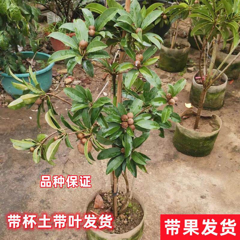 新品种越南人心大果人参果苗人心果树苗庭院阳台盆栽地栽四季结果