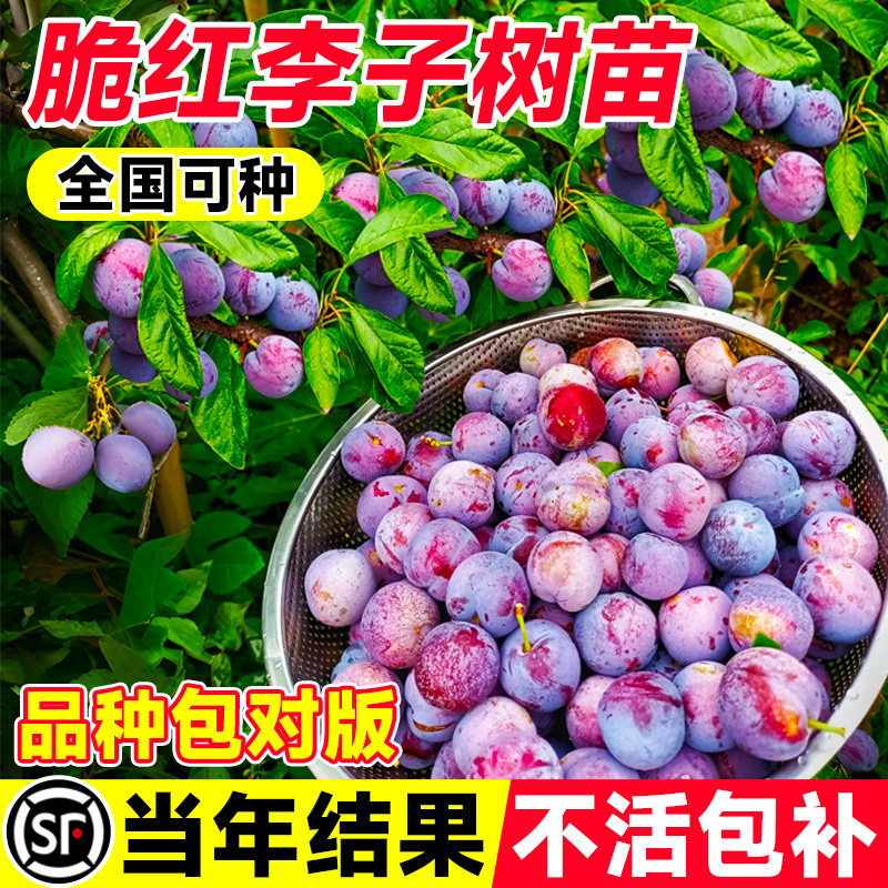 正宗钱排银妃三华李子树苗嫁接水果苗红心早熟李子苗蜂糖李子树苗