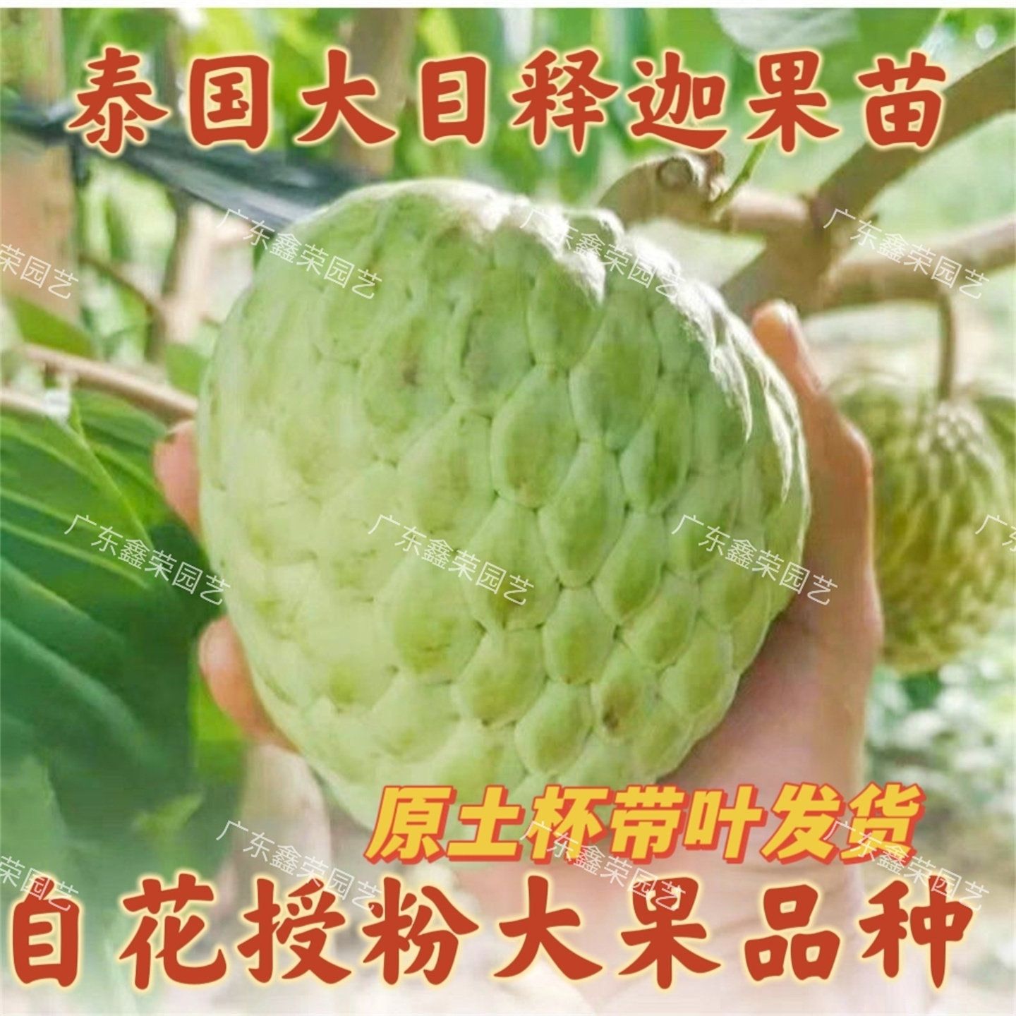 正品泰国大目释迦果苗番荔枝大果嫁接苗新品种佛头果树苗自花授粉
