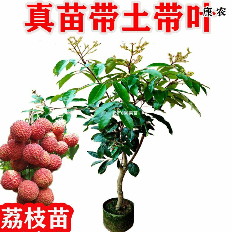 荔枝树苗桂味荔枝苗仙进奉无核荔枝嫁接苗带土叶带花盆栽地栽果树
