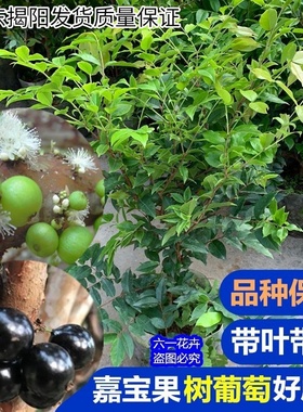 嘉宝果树苗四季早生树葡萄苗当年结果树盆栽地栽种植果苗带叶带土