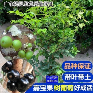 嘉宝果树苗四季早生树葡萄苗当年结果树盆栽地栽种植果苗带叶带土