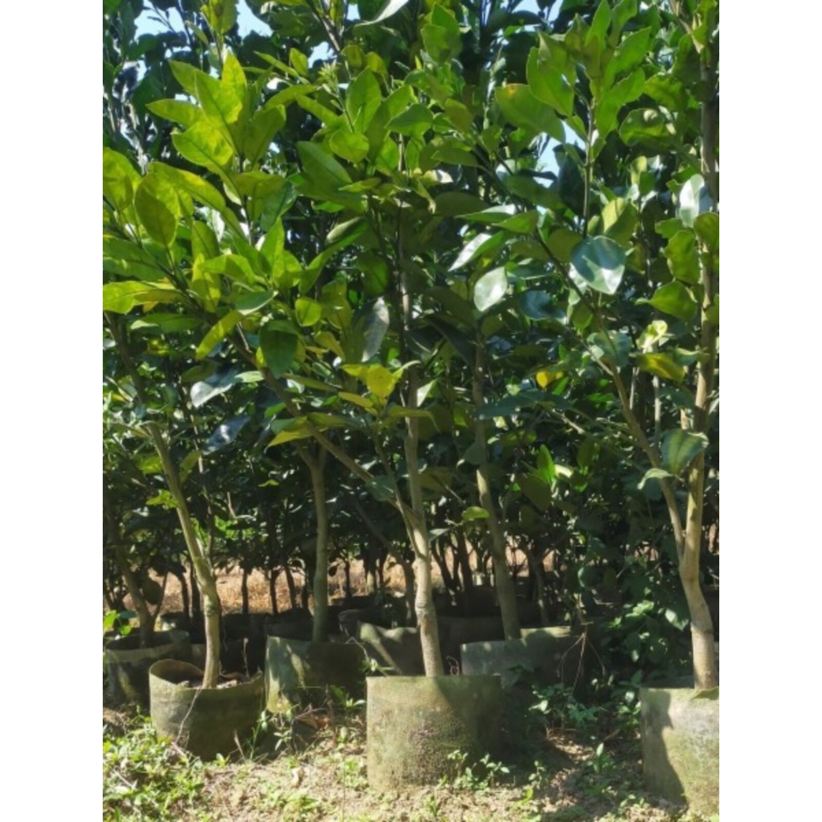 嫁接柚子树苗红心三红蜜柚无籽果树当年结果南方庭院地栽北方盆栽