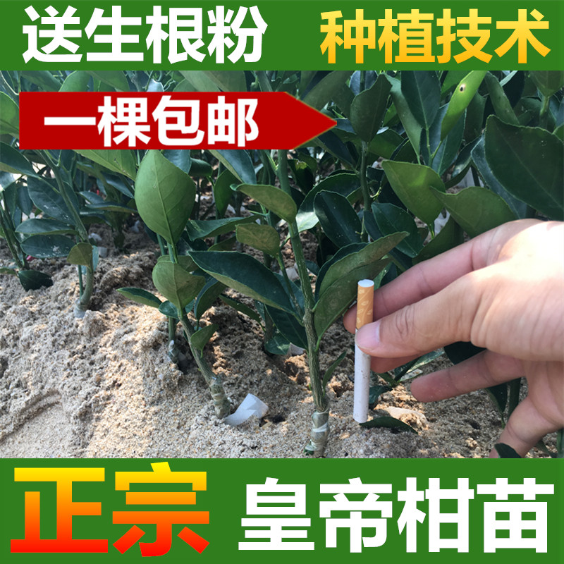 皇帝柑苗 带泥球一棵包邮 正宗嫁接贡柑苗 皇帝柑果树苗 全年可种