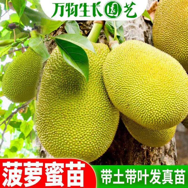 菠萝蜜苗树苗果苗嫁接苗木菠萝苗马来西亚1号黄肉红肉地盆栽包邮