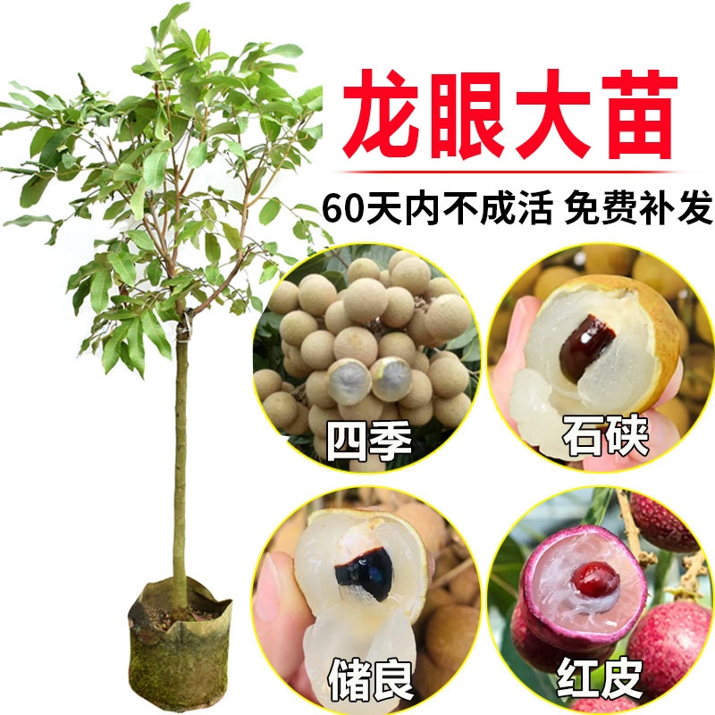 龙眼树苗 桂圆苗石硖龙眼苗四季龙眼苗 盆栽地栽果树苗 带果发货