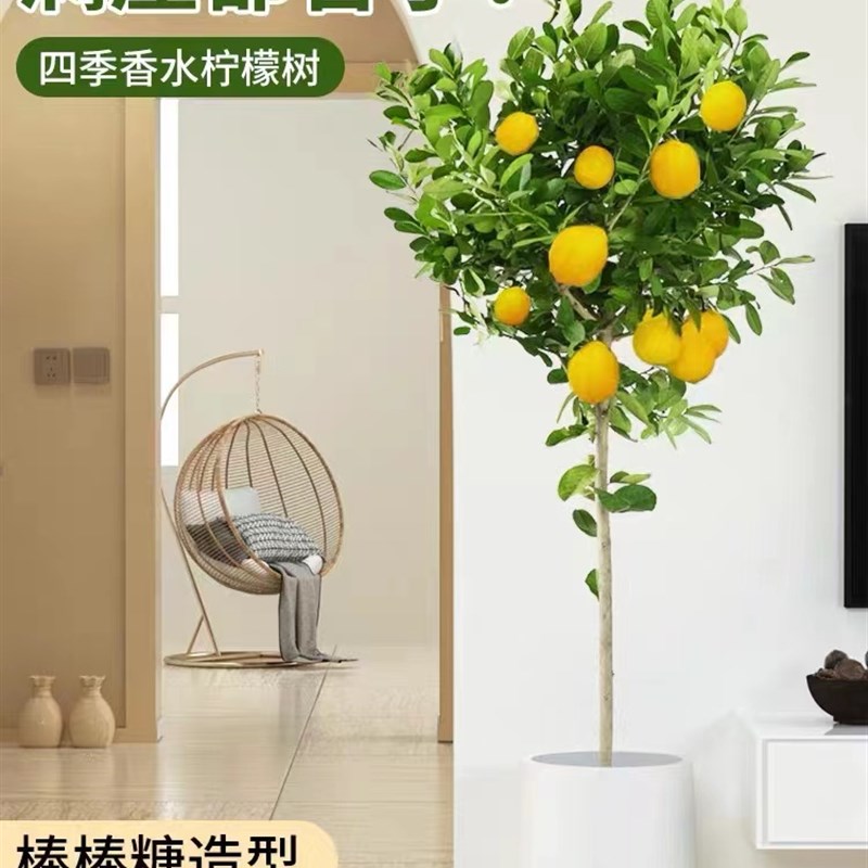 香水柠檬树盆栽高杆棒棒糖阳台室内G客厅四季大型落地植物绿植好