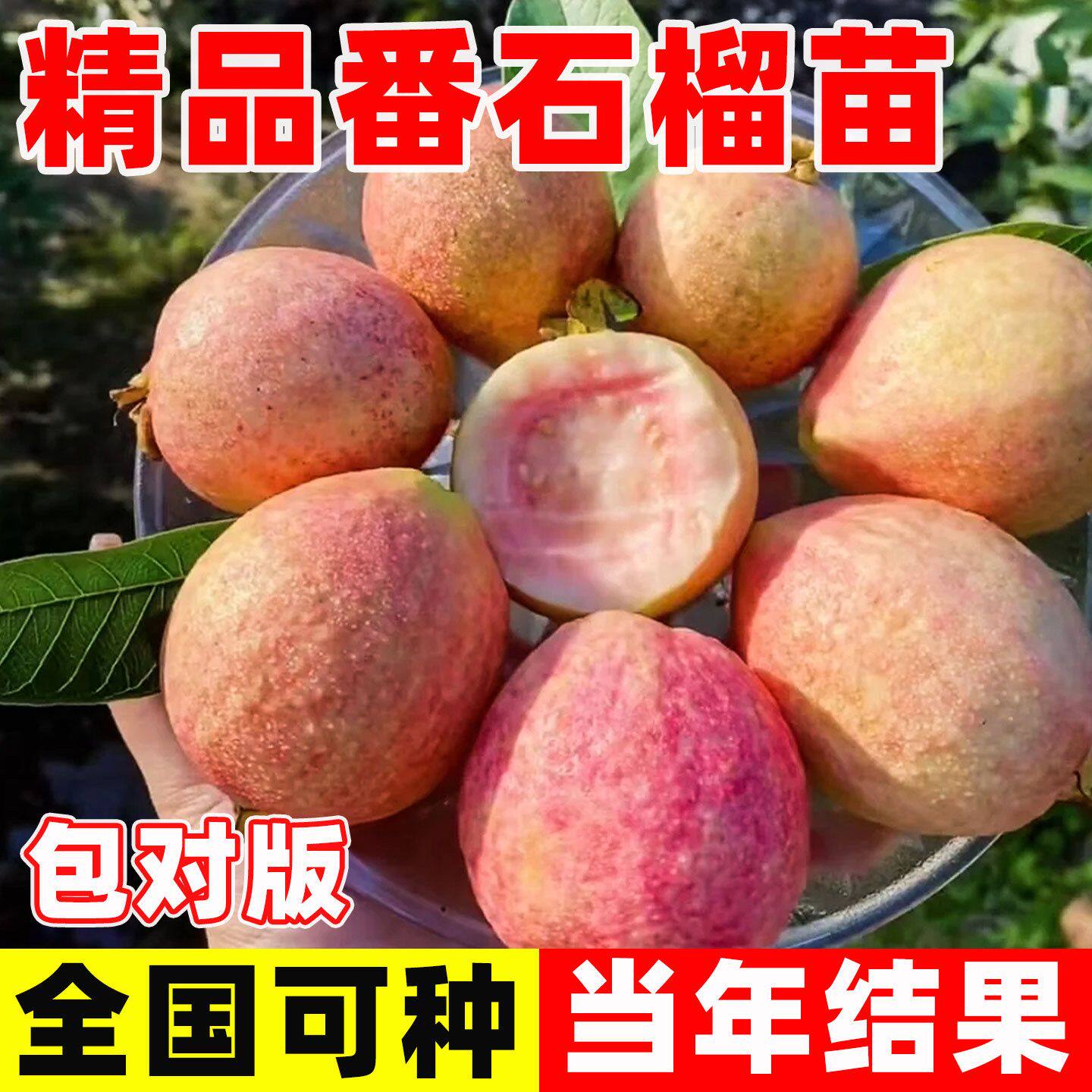 广东正宗嫁接西瓜红心番石榴树果树苗珍珠白心芭乐南北方庭院种植