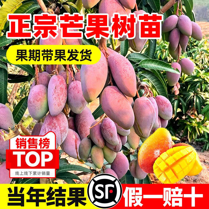 芒果树苗盆栽嫁接果树贵妃芒金煌芒果苗庭院地栽四季好养当年结果