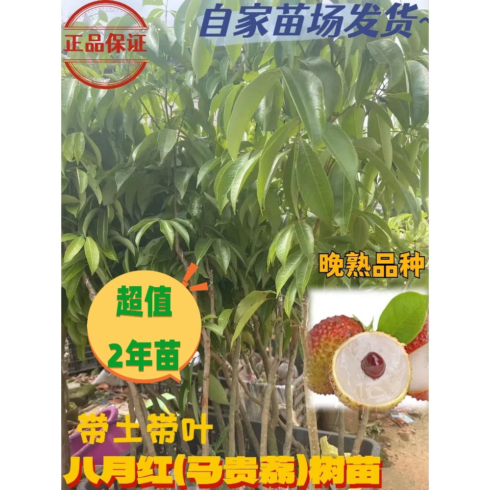 马贵荔荔枝树苗嫁接2年苗包邮带营养杯带叶可盆栽正宗八月红广东