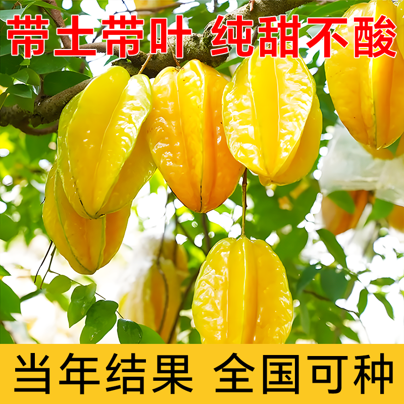 正宗嫁接杨桃树苗四季结果清甜无渣甜杨桃酸杨桃树苗盆栽庭院种植