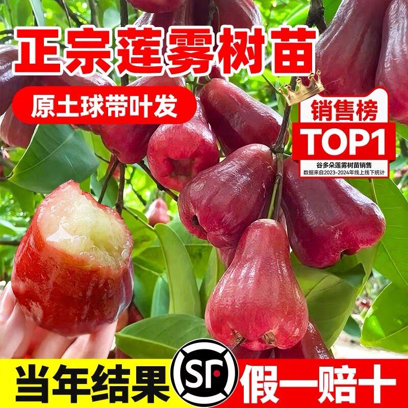 黑金刚莲雾树苗黑糖芭比台湾嫁接四季新品种南方果树庭院地栽带叶