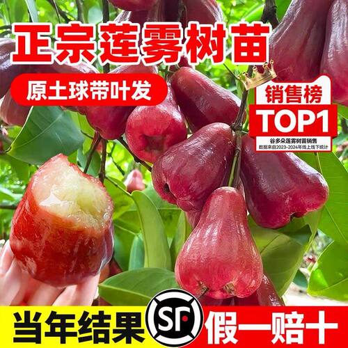 黑金刚莲雾树苗黑糖芭比台湾嫁接四季新品种南方果树庭院地栽带叶