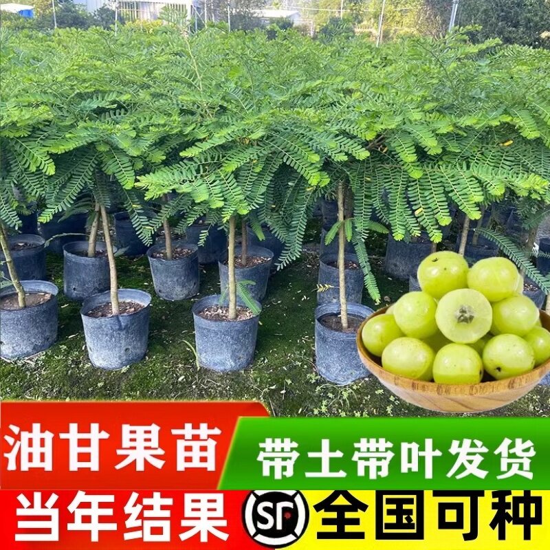 油甘果苗潮汕嫁接崩坎狮头柿饼甜种油甘苗云南滇橄榄树苗四季结果