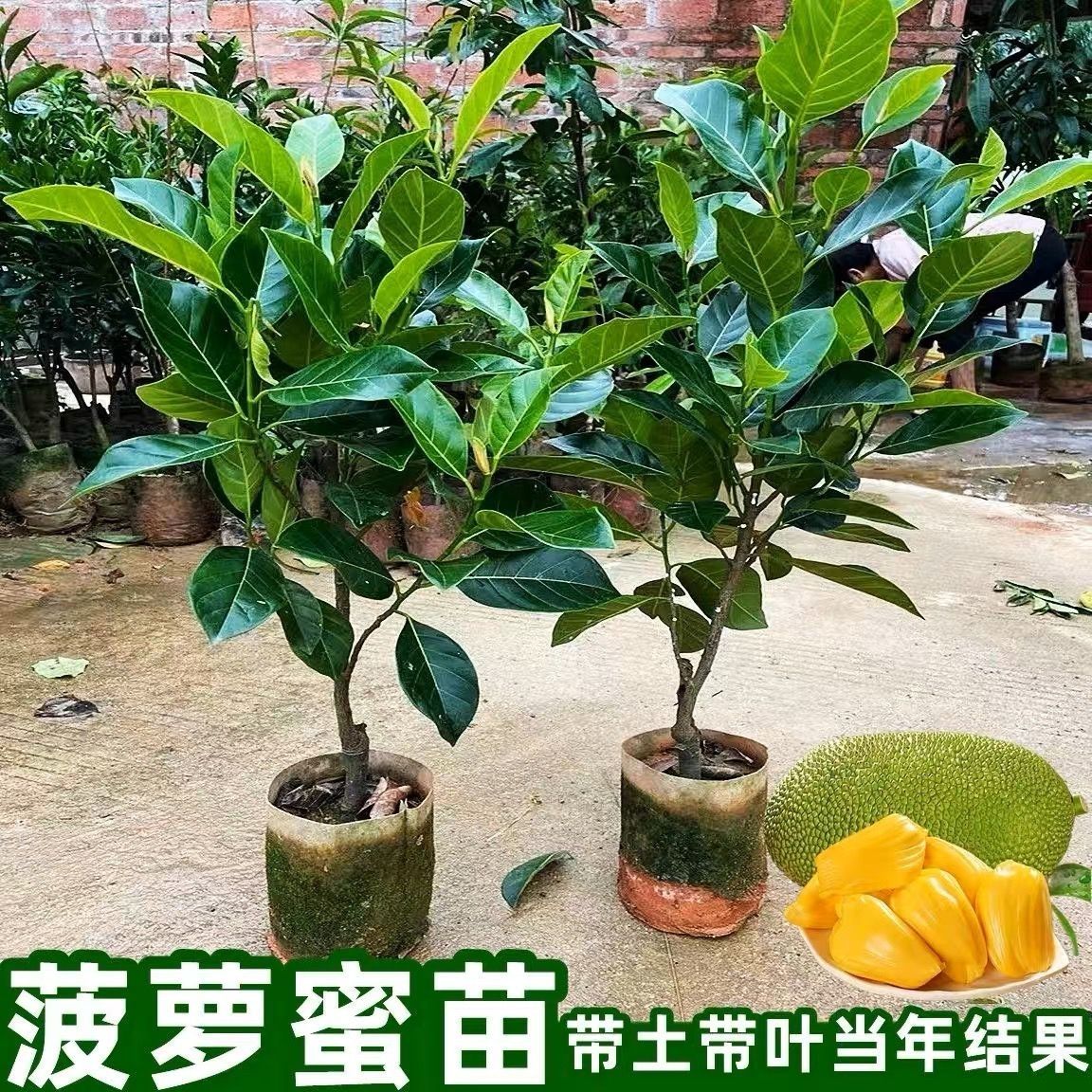 嫁接菠萝蜜树苗泰国菠萝蜜苗马来西亚1号菠萝蜜树苗