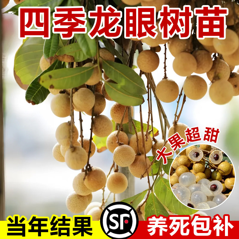 四季龙眼苗树嫁接苗石硖储良盆地栽南方种特大桂圆苗木广西水果苗