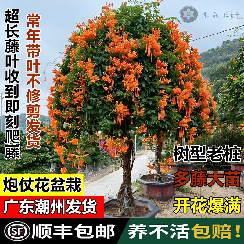 四季常青爆竹炮仗花老苗老桩爬藤植物鞭炮花大苗盆栽攀爬围墙围栏