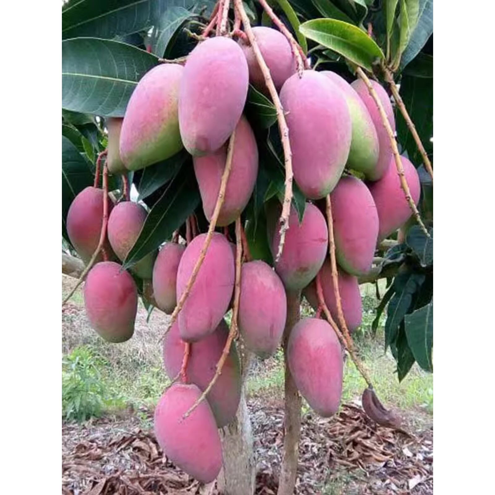 四季芒果树苗贵妃芒果苗金煌芒果苗树苗地栽盆栽庭院南方果树果苗