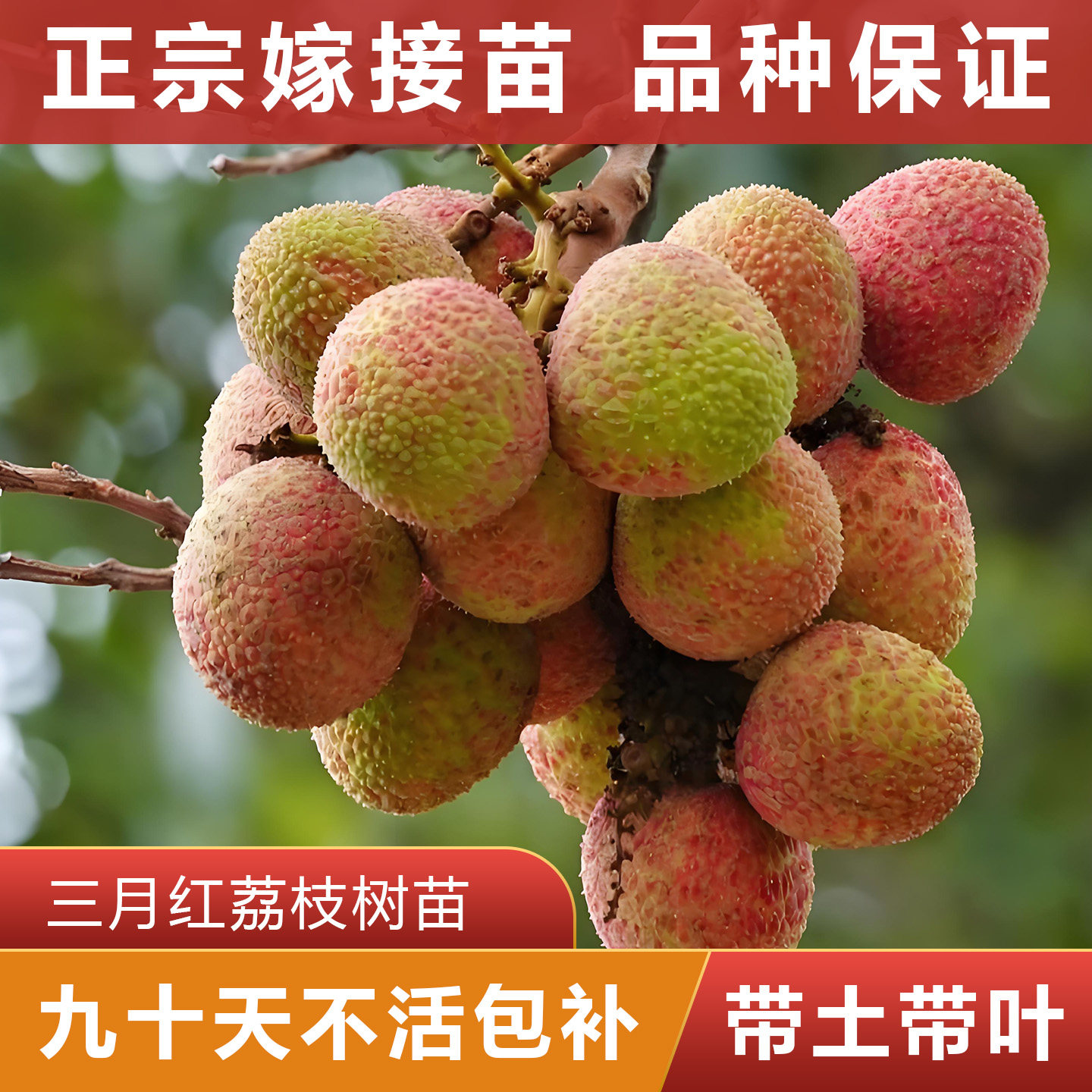 三月红荔枝树苗 正宗嫁接苗 可盘栽地栽 原杯原土带叶发货