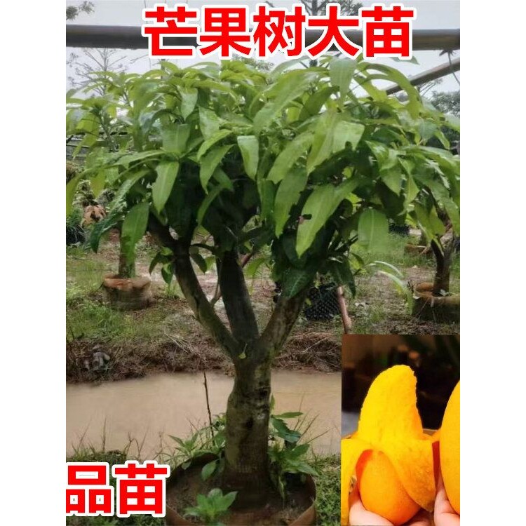 芒果树苖矮化特大嫁接四季芒果树果苗金煌芒果苗树当年结果盆地栽