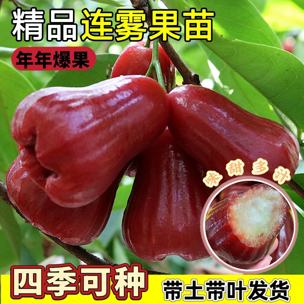 莲雾树苗黑金刚黑糖芭比台湾嫁接四季新品种南方果树庭院地栽盆栽