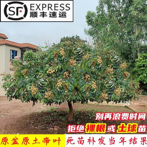 龙眼树嫁接盆栽水果树苗储良桂圆石硖南方四季种植地栽当年结果