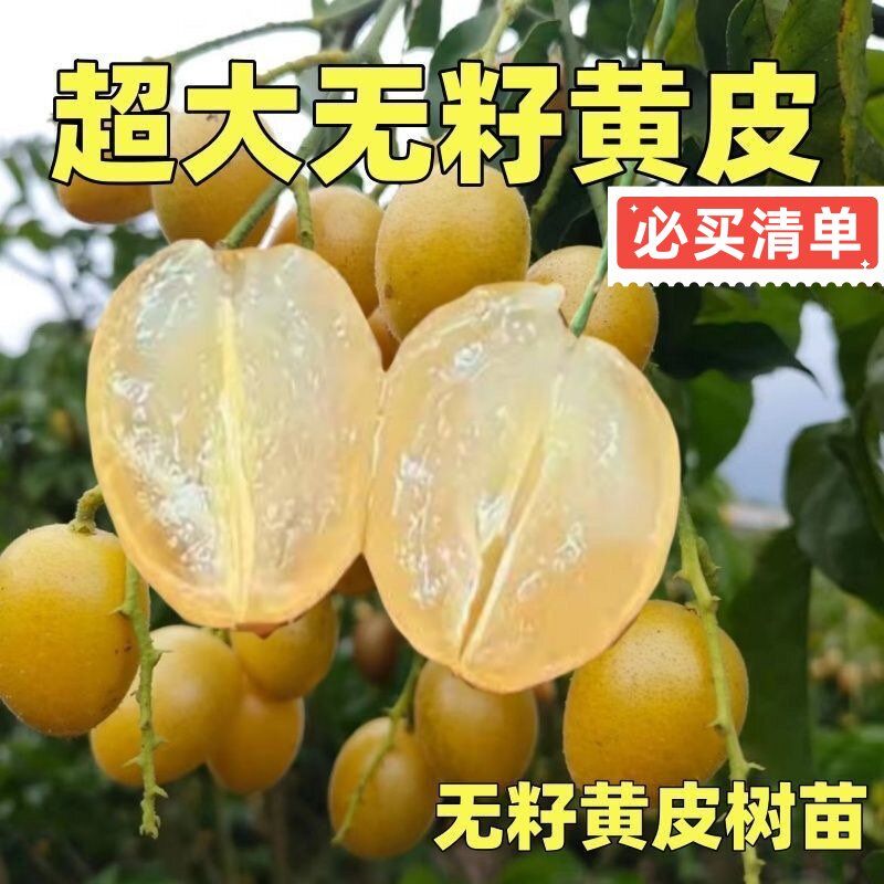 正宗大果高产鸡心黄皮苗南方阳台种植黑金嫁接无核黄皮果树苗耐热