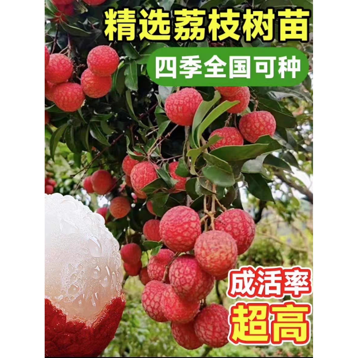 荔枝树苖无核桂味妃子笑嫁接水果树苗糯米糍果苗果树盆栽当年结果