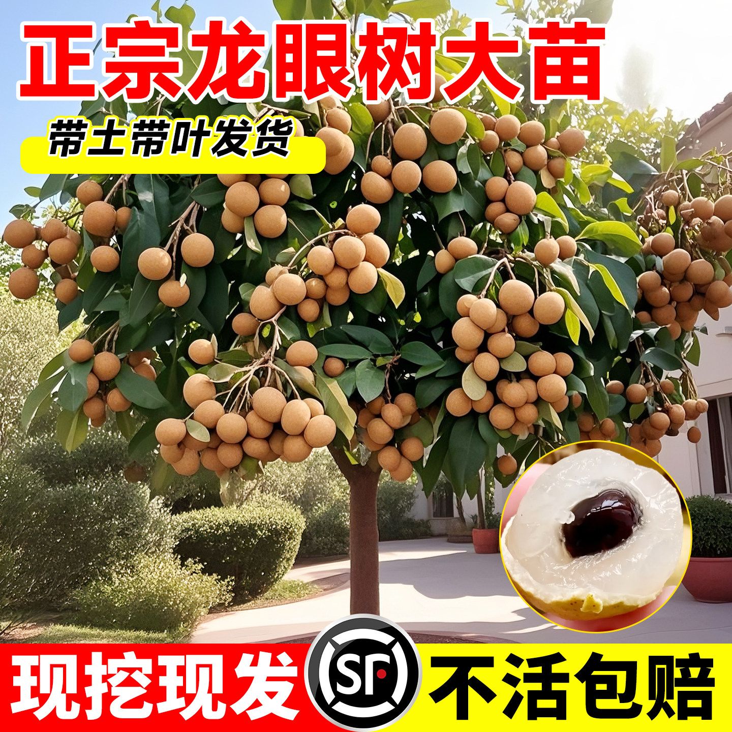 龙眼树大苗嫁接苗果苗储良四季矮化老桩石峡龙眼树特大号桂圆树苗