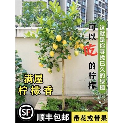 香水柠檬树盆栽树苗带果四季结果可食用无籽青柠檬室内客厅大绿植