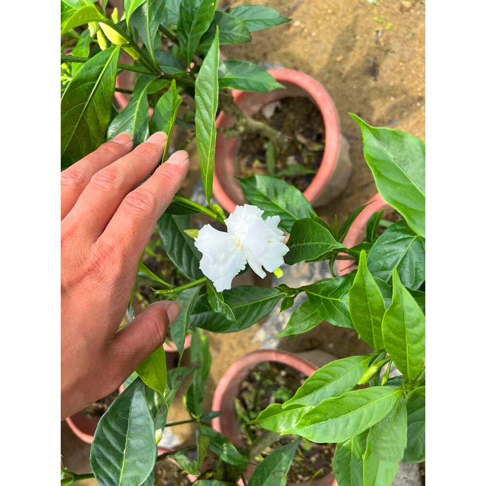 室内庭院种植秋香花重瓣狗牙花盆栽浓香型庭院开花丁香花树苗常绿