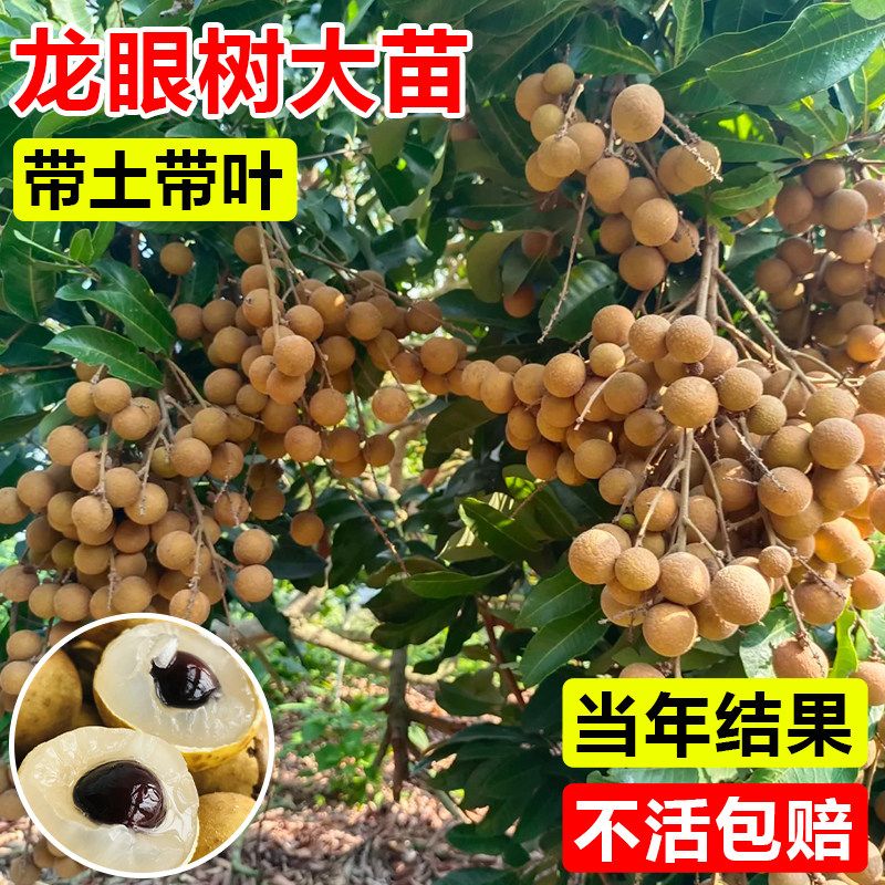 龙眼树苖嫁接石硖桂圆树苗储良盆栽果树果苗南方四季种植当年结果