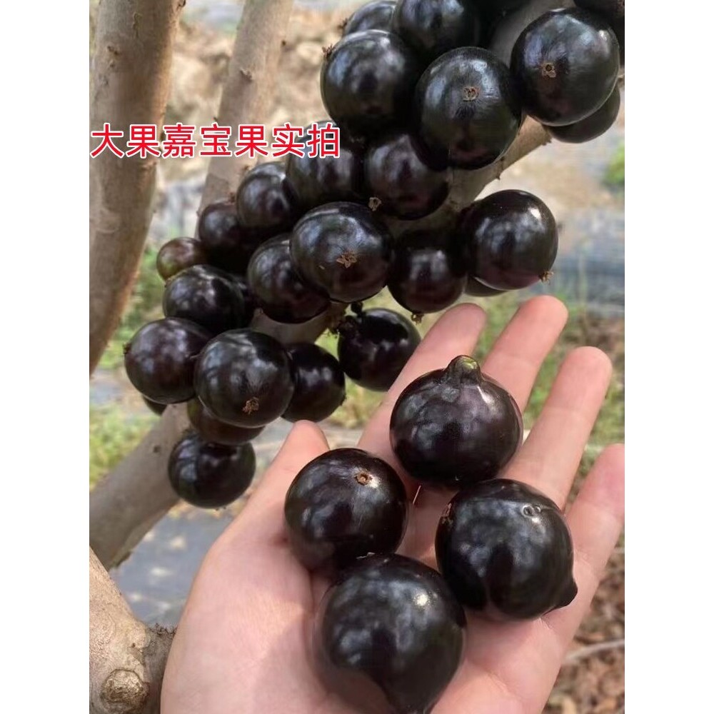 大果嘉宝果苗台湾树葡萄福冈嘉宝果南方阳台庭院盆栽地栽种植树苗