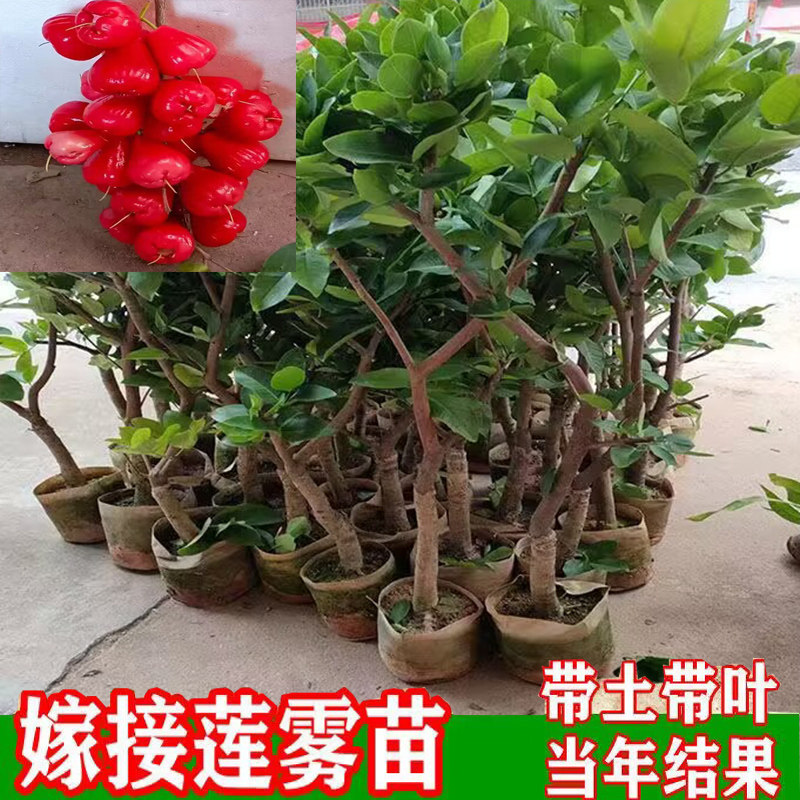 正宗黑金刚莲雾果树苗大叶红台湾莲雾嫁接苗南北盆栽地栽当年结果