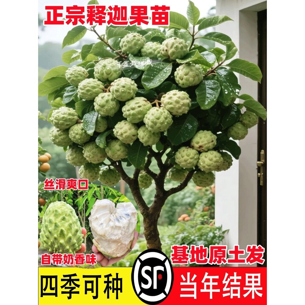 海南凤梨释迦果树嫁接苗牛奶番荔枝凤梨释迦果苗水果树苗当年结果