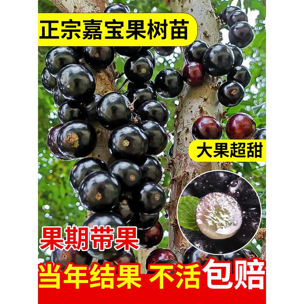 正宗四季嘉宝果苗树沙巴四季红妃树葡萄果苗盆栽地栽阳台庭院种植