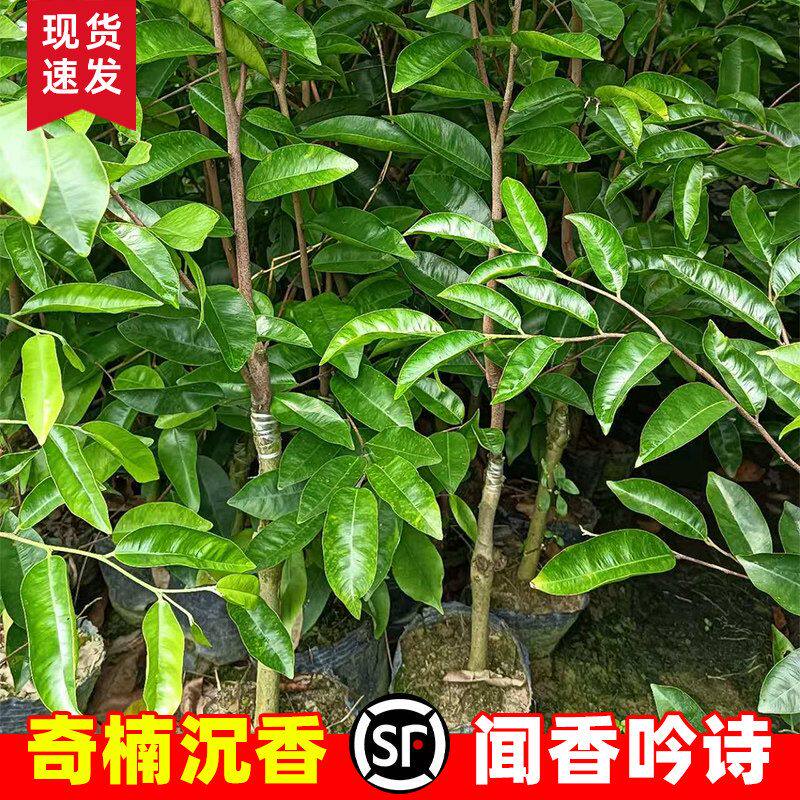 正宗奇楠沉香树苗盆栽海南沉香木嫁接苗金丝楠木母树盆景名贵树苗