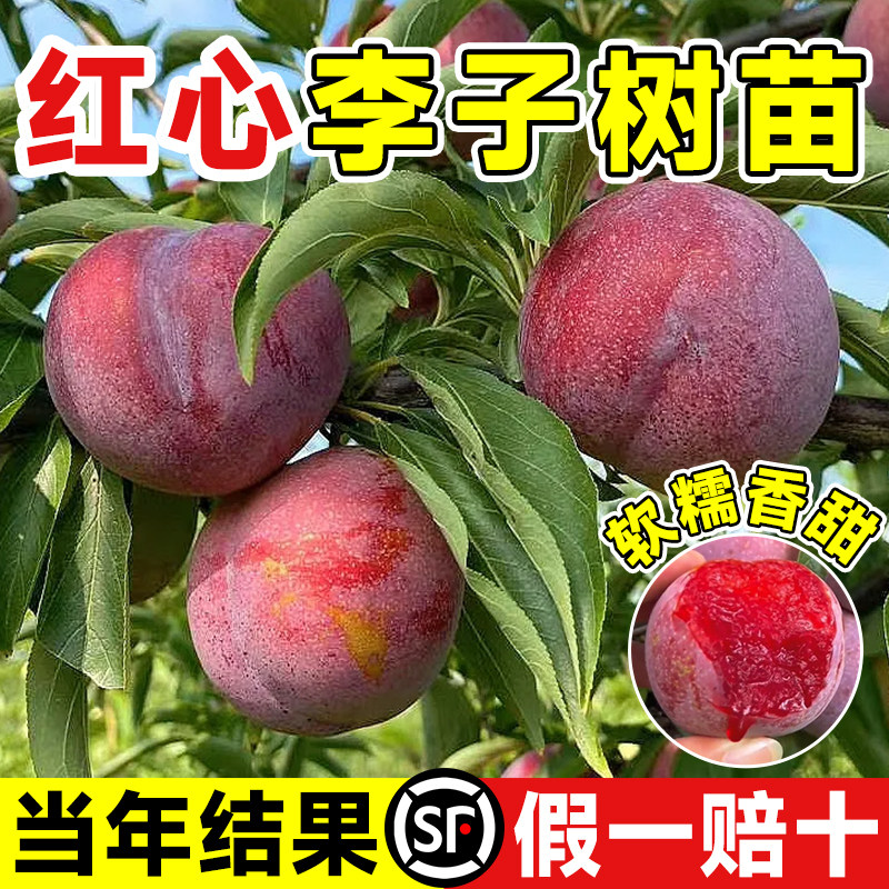 红心李子树苗三华嫁接新品种贵州六马蜂糖李奈南北方种植果树果苗