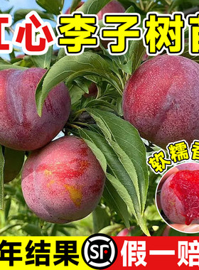 红心李子树苗三华嫁接新品种贵州六马蜂糖李奈南北方种植果树果苗