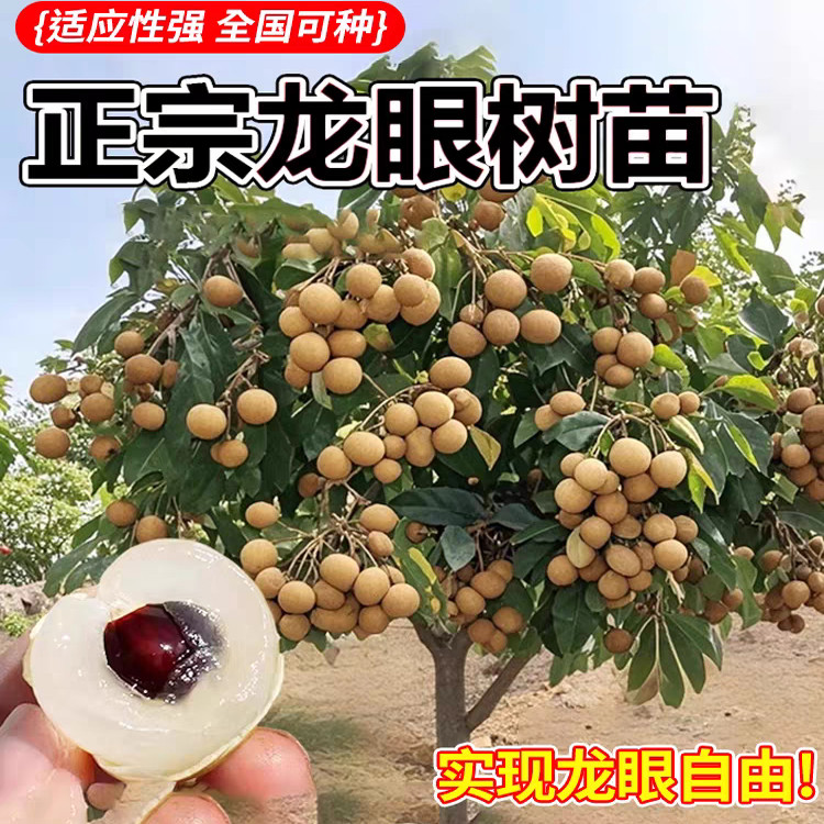 龙眼树苖嫁接四季龙眼苗石硖储良桂圆苗盆栽地栽带土带叶当年结果