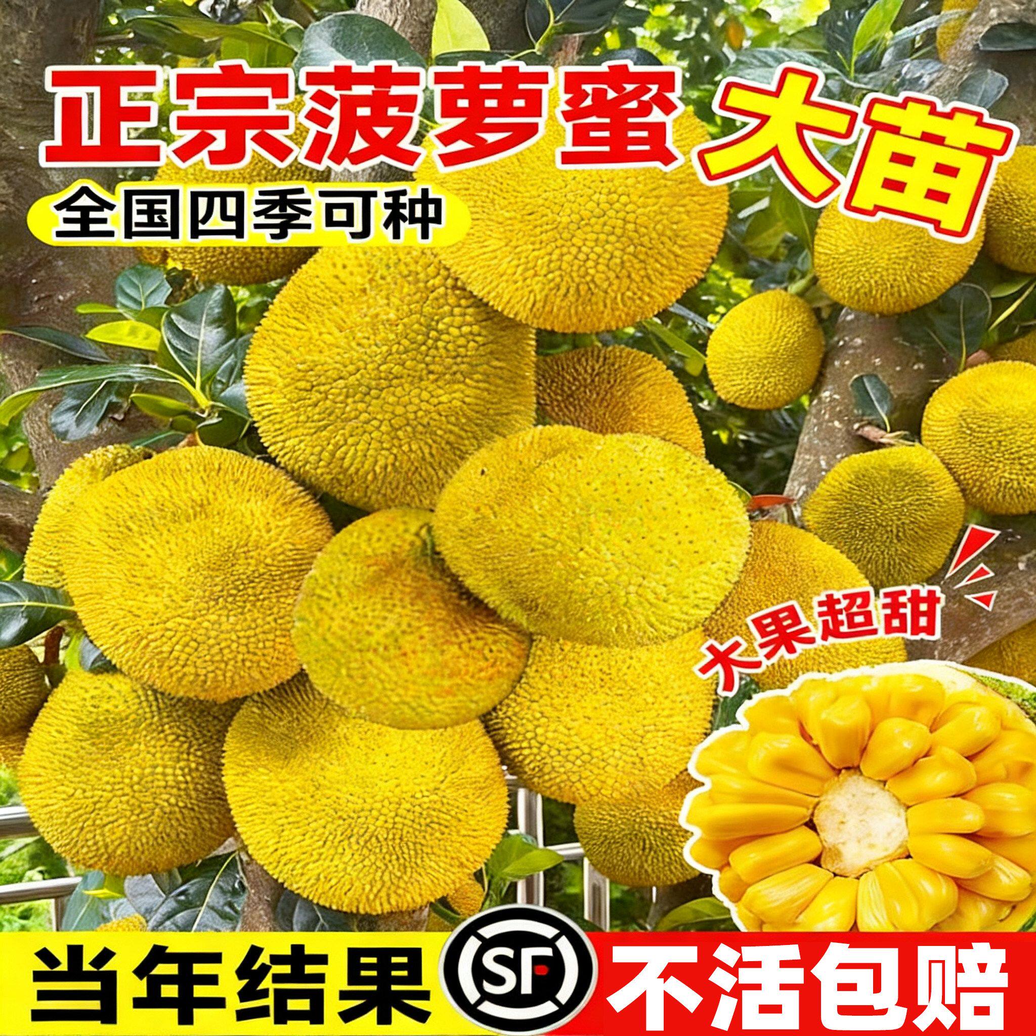 菠萝蜜树树苗嫁接果树果苗四季水果苗室内外庭院盆栽种苗耐寒榴莲