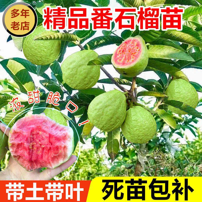 重庆四季红心番石榴西瓜芭乐树苗南北方种植盆栽地栽当年结果好养