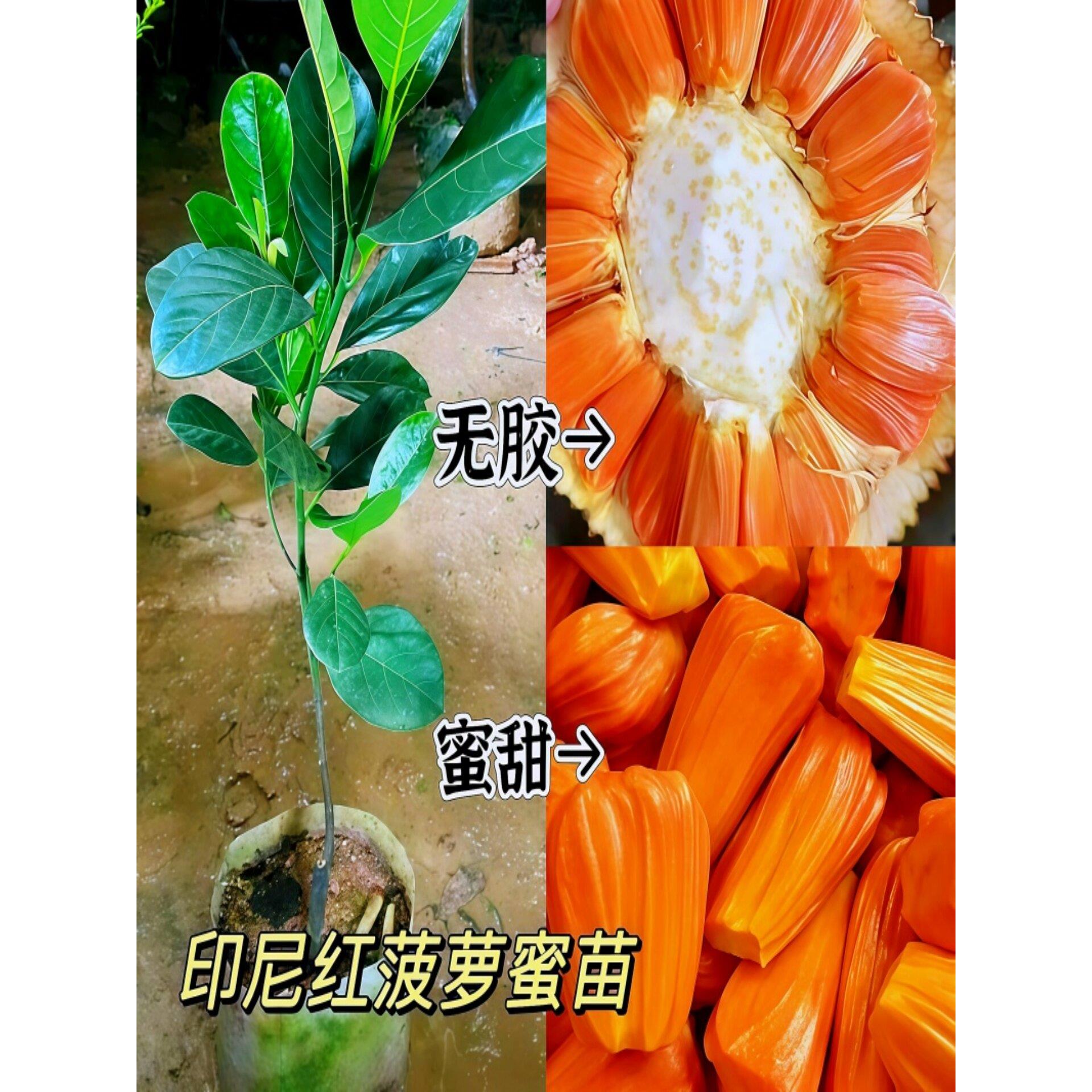 四季菠萝蜜树苗嫁接苗红肉马来西亚木菠萝树苗果树苗