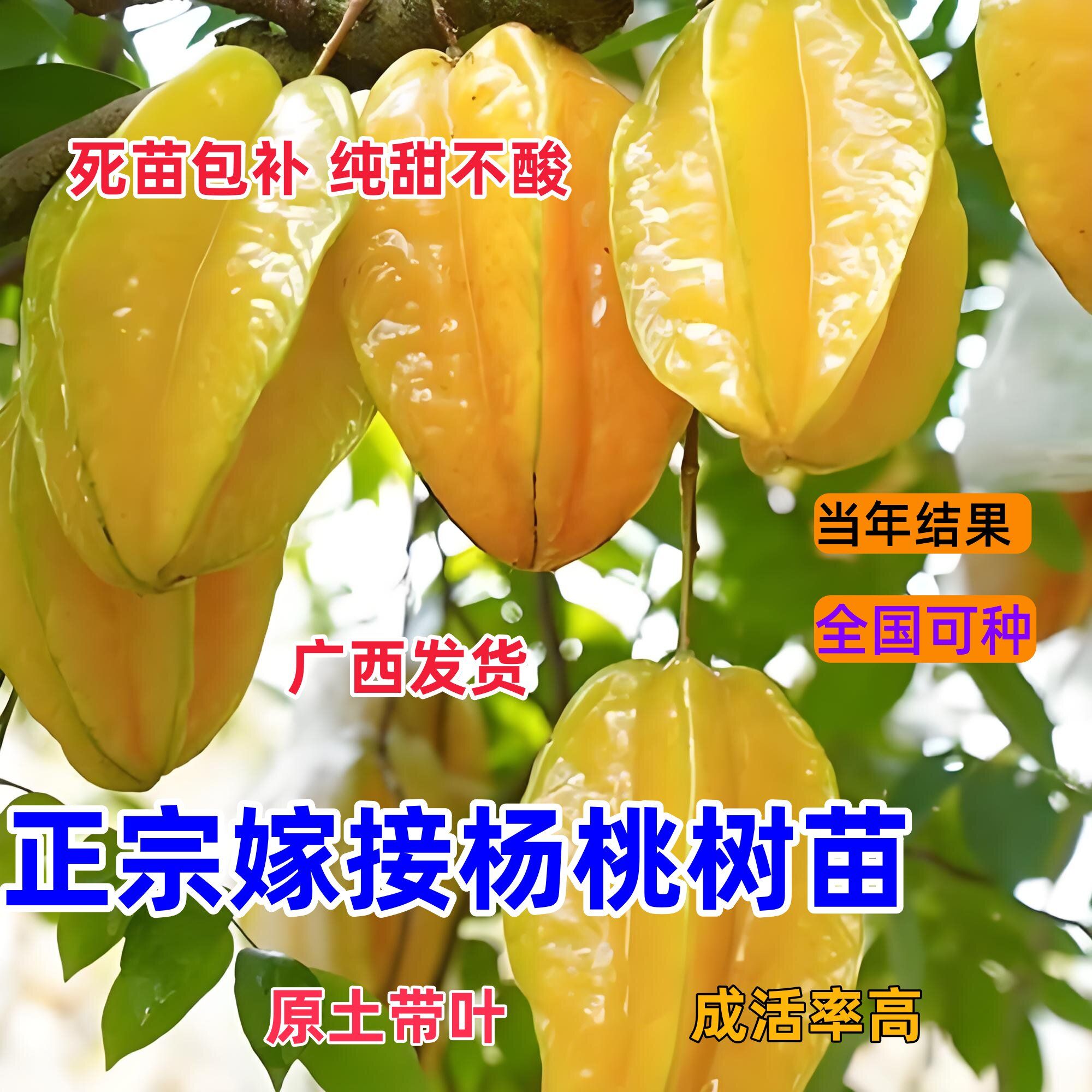杨桃树苗台湾甜杨桃 B10大果苗纯甜嫁接四季结果庭院阳台盆栽地栽