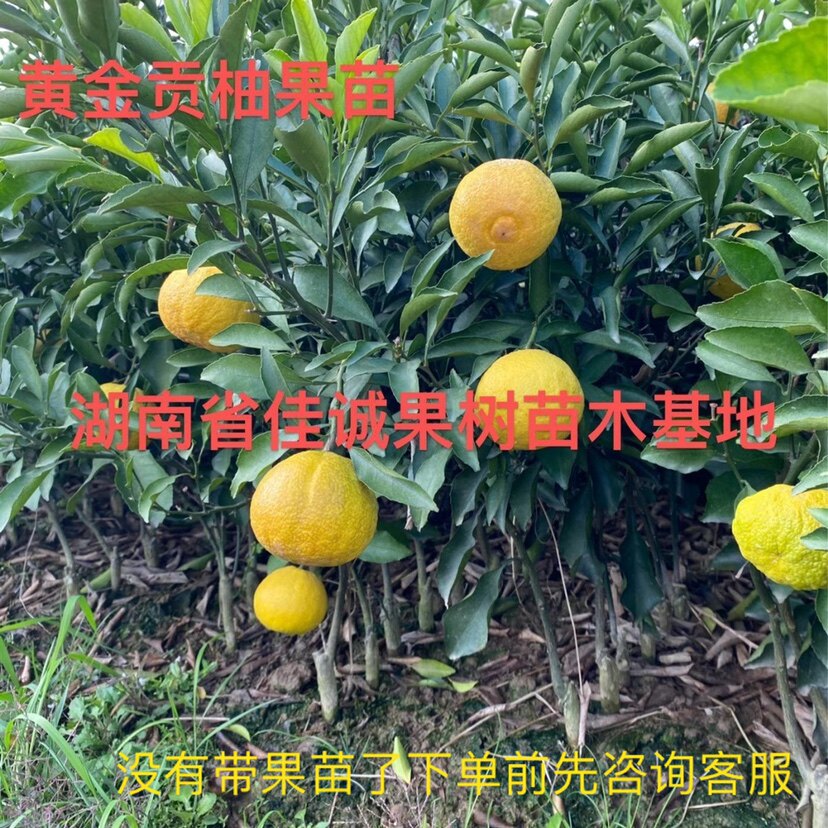 黄金贡柚果苗 三年苗次年结果不带果 嫁接成活黄金贡柚树苗