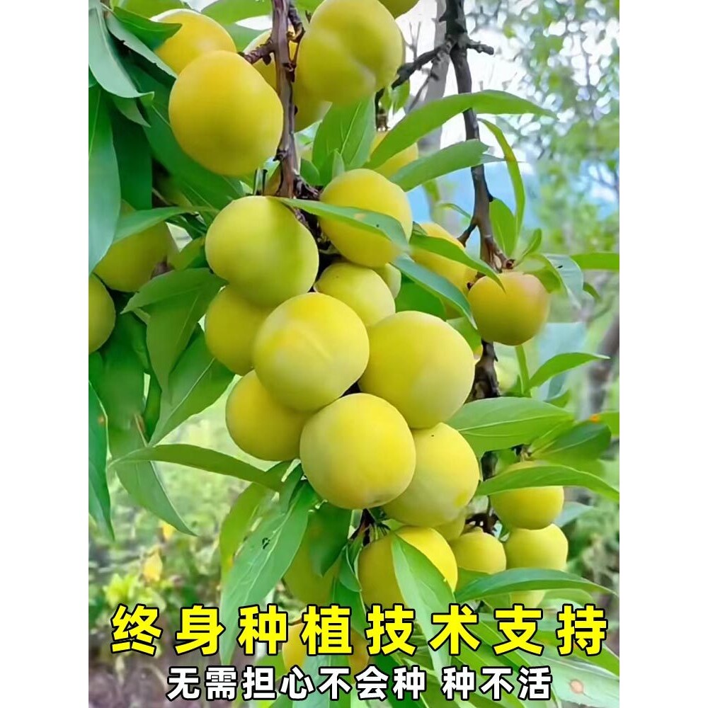 正宗贵州蜂糖李子树苗脱骨早熟三月李果苗嫁接三华李子树苗带土